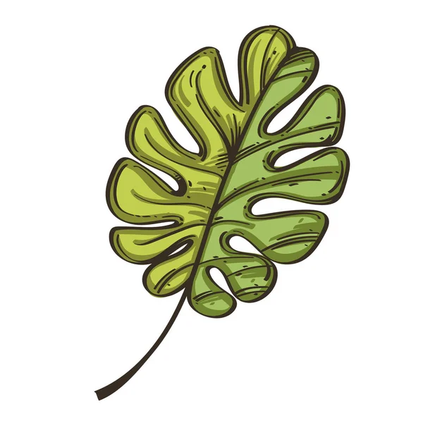 Feuille Verte Plante Tropicale Monstera Style Dessiné Main — Image vectorielle