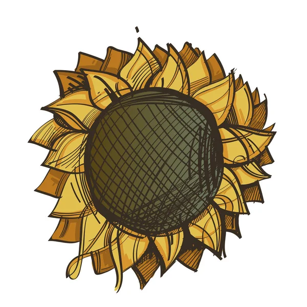 Girasole Stile Schizzo Disegnato Mano Isolato Sfondo Bianco — Vettoriale Stock