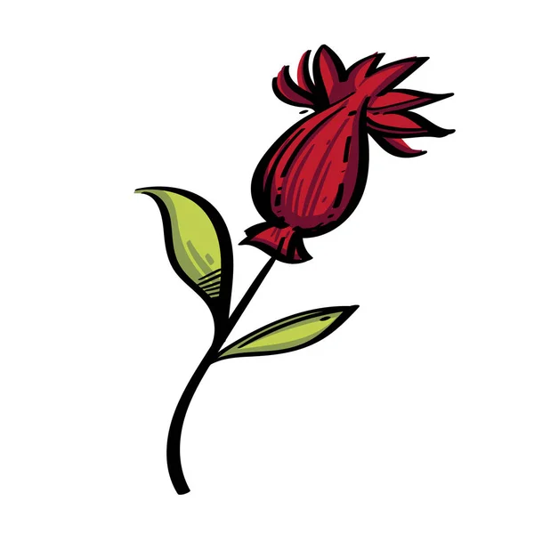 孤立在白色背景上的红色野生花卉 — 图库矢量图片