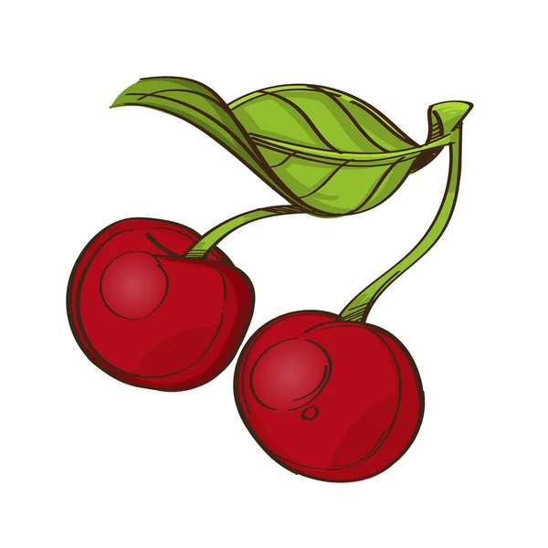 Cherries Isolated White Background — Stock Vector