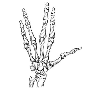 Bones in hand drawing style isolated on white background clipart