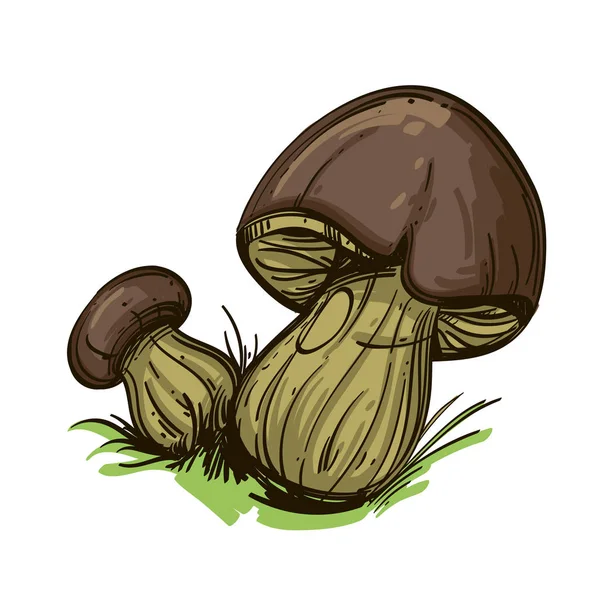 Casquette Bolet Brun Champignons Forestiers Comestibles — Image vectorielle