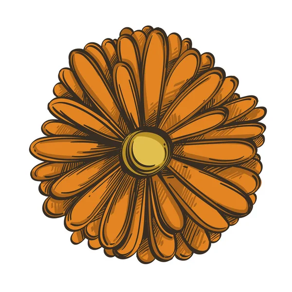 Calendula Bloem Hand Getekende Stijl Geïsoleerd Witte Achtergrond — Stockvector