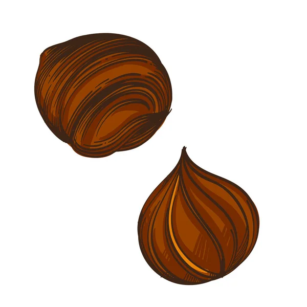 Hazelnuts Изолированы Белом Фоне — стоковый вектор