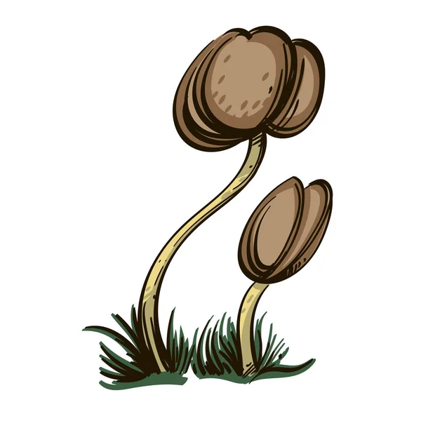 白色背景的菌菇 — 图库矢量图片