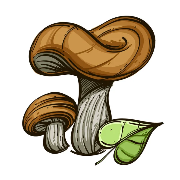 食用森林蘑菇在白色背景下被隔绝 — 图库矢量图片