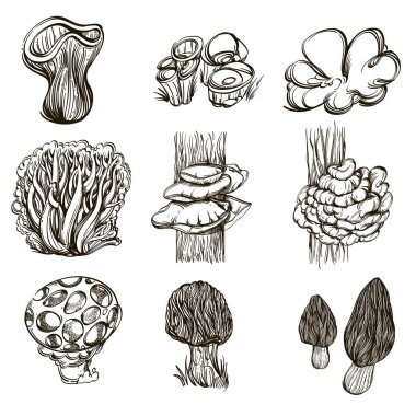 Forest mushrooms. Set of outline vector illustrations isolated on white background. clipart