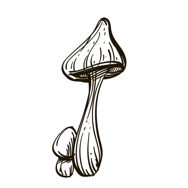 Cogumelos Guarda Chuvas Toadstools Desenho Ilustração Vetorial Isolada Sobre Fundo —  Vetores de Stock