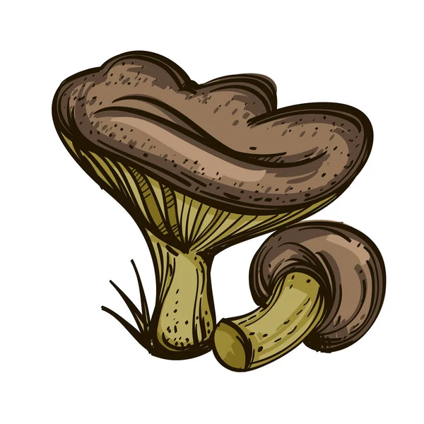 Russules Eetbaar Bos Paddestoelen Vectorillustratie Geïsoleerd Witte Achtergrond — Stockvector