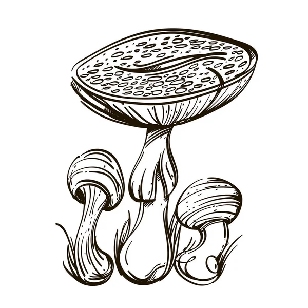 Champignon Forêt Agarique Venimeux Illustration Vectorielle Isolée Sur Fond Blanc — Image vectorielle