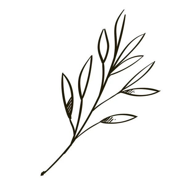 落書きスタイルの葉枝 グリーティング カード 招待状など多くの要素を装飾的な植物です 白い背景で隔離のアウトライン ベクトル図 — ストックベクタ
