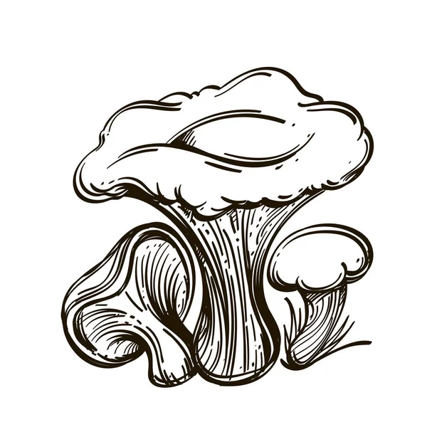 Russuli Funghi Forestali Commestibili Illustrazione Vettoriale Contorno Isolata Sfondo Bianco — Vettoriale Stock