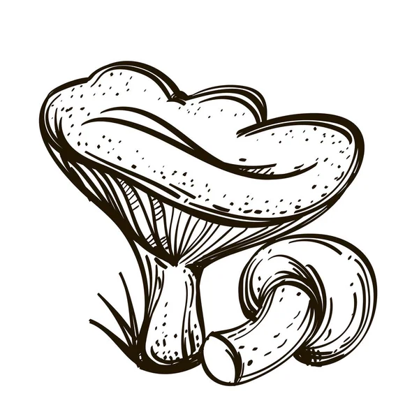 Rússulas Cogumelos Florestais Comestíveis Desenho Ilustração Vetorial Isolada Sobre Fundo — Vetor de Stock