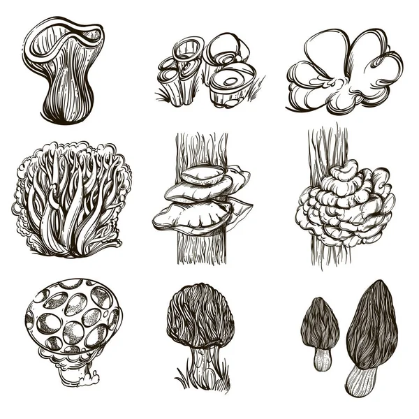 Forest Mushrooms Set Outline Vector Illustrations Isolated White Background — Stock Vector