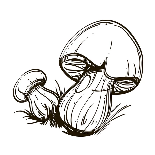 Berretto Marrone Porcini Funghi Forestali Commestibili Illustrazione Vettoriale Contorno Isolata — Vettoriale Stock