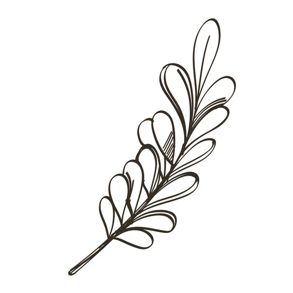Zweig Mit Blättern Doodle Stil Dekoratives Pflanzenelement Für Grußkarten Einladungen — Stockvektor