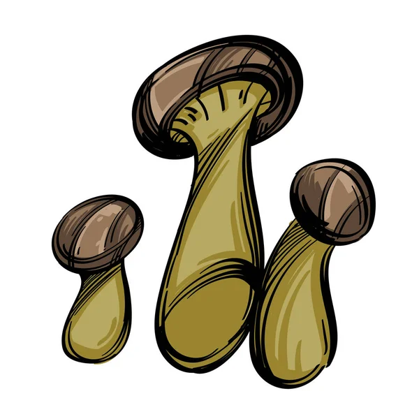 Boletus Marrón Champiñones Comestibles Ilustración Vectorial Aislada Sobre Fondo Blanco — Vector de stock