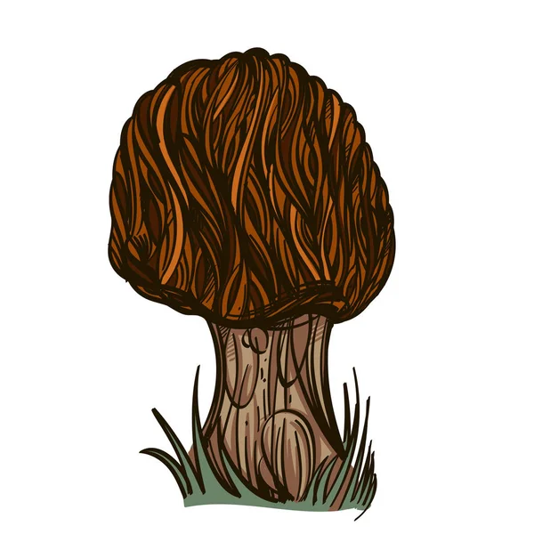 Morel Champignon Forestier Comestible Illustration Vectorielle Isolée Sur Fond Blanc — Image vectorielle