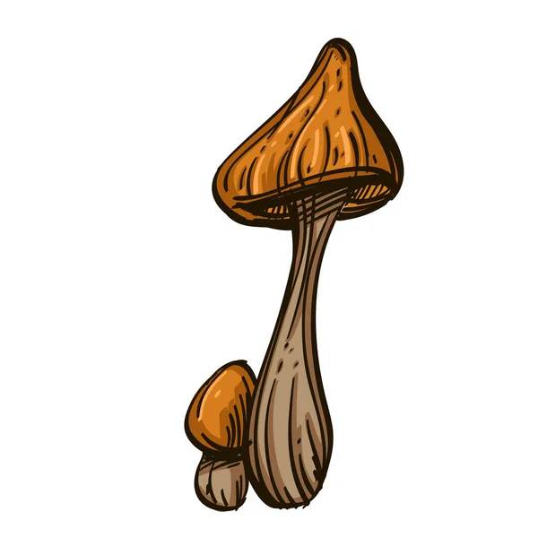 Cogumelos Guarda Chuvas Toadstools Ilustração Vetorial Isolada Sobre Fundo Branco —  Vetores de Stock