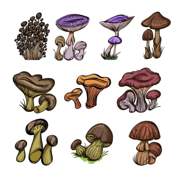 Cogumelos Floresta Conjunto Ilustrações Vetoriais Isoladas Sobre Fundo Branco — Vetor de Stock