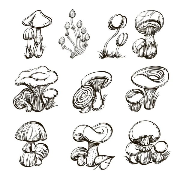 Forest Mushrooms Set Outline Vector Illustrations Isolated White Background — Stock Vector