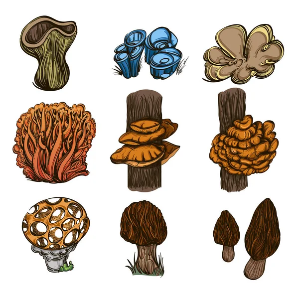 Cogumelos Floresta Conjunto Ilustrações Vetoriais Isoladas Sobre Fundo Branco — Vetor de Stock