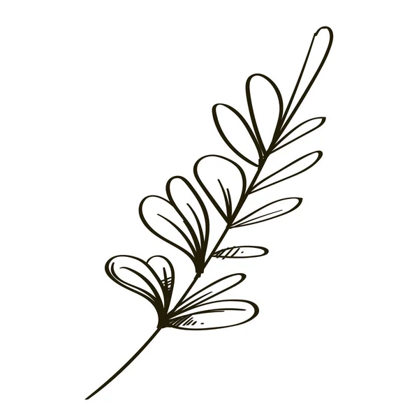 Tak Met Bladeren Doodle Stijl Decoratieve Plant Element Voor Wenskaarten — Stockvector
