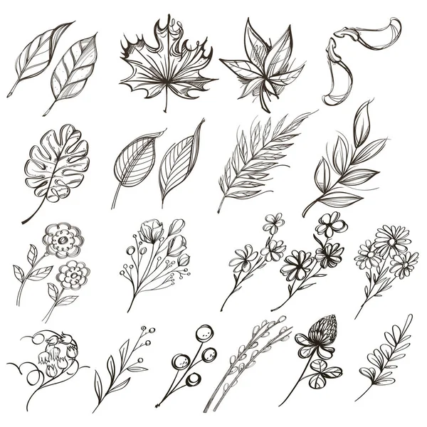 Set Botanical Graphics Wildflowers Herbs Leaves Branches Outline Vector Illlustration — Stock Vector