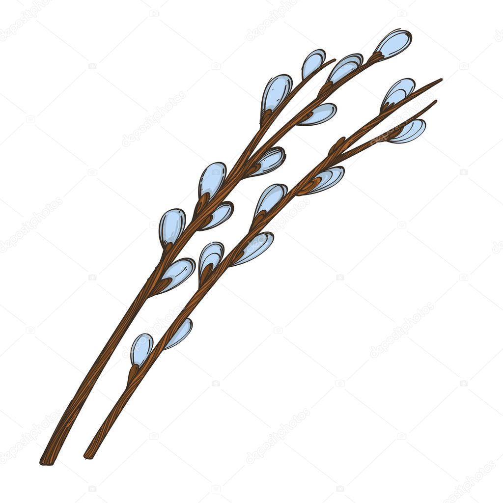 Pussy willow branches. Decorative plant element in hand drawn, sketch style. Vector illustration isolated on white background for greeting cards, invitations and much more.