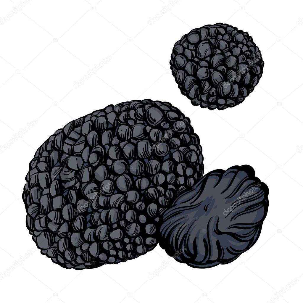 Black truffle, edible delicacy mushroom. Vector illustration isolated on white background.