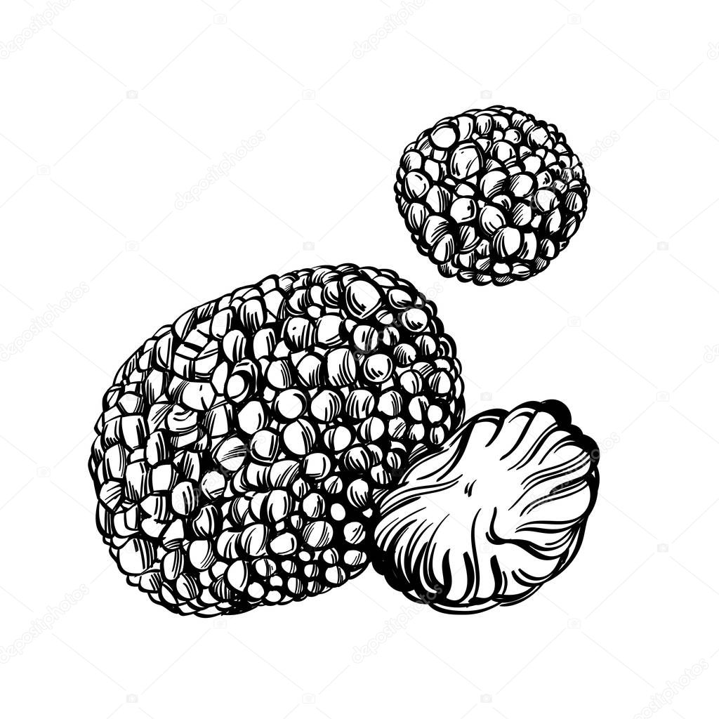 Black truffle, delicacy mushroom. Outline vector illustration isolated on white background.