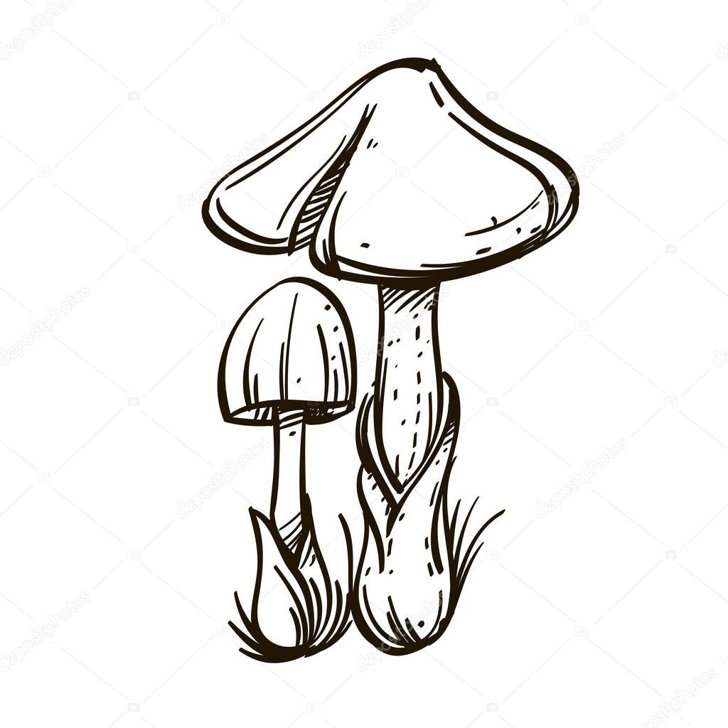 Mushrooms umbrellas, toadstools. Outline vector illustration isolated on white background.