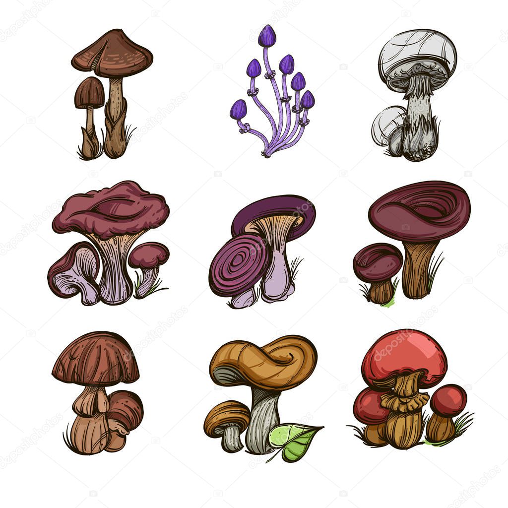 Forest mushrooms. Set of vector illustrations isolated on white background.