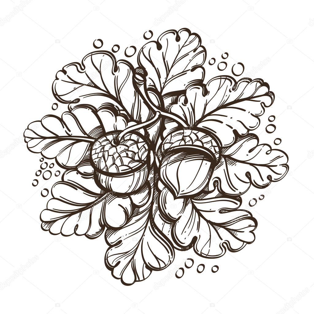 Acorns with oak leaves. Outline vector illustration isolated on white background.
