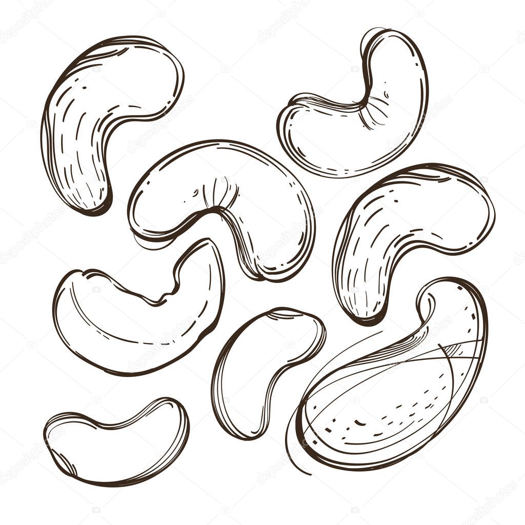 Cashew nuts. Outline vector illustration isolated on white background for packaging design, labels and much more.