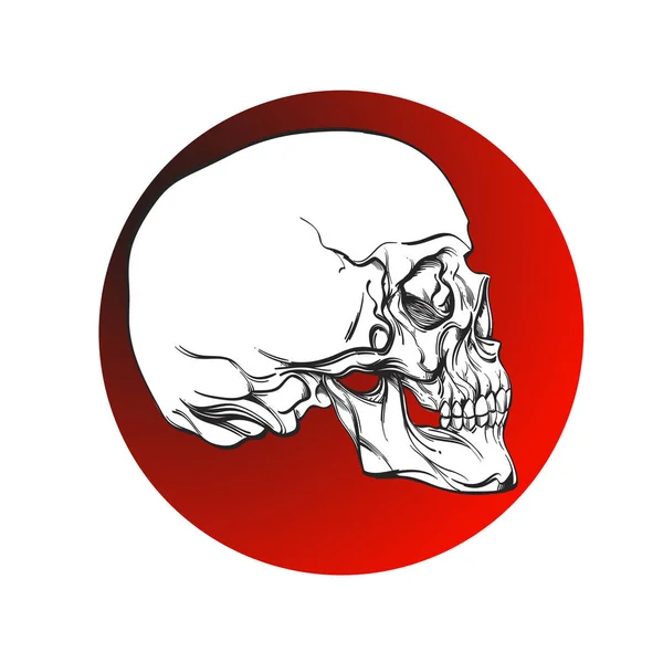 Crâne sur fond rouge dans un style linéaire . — Image vectorielle