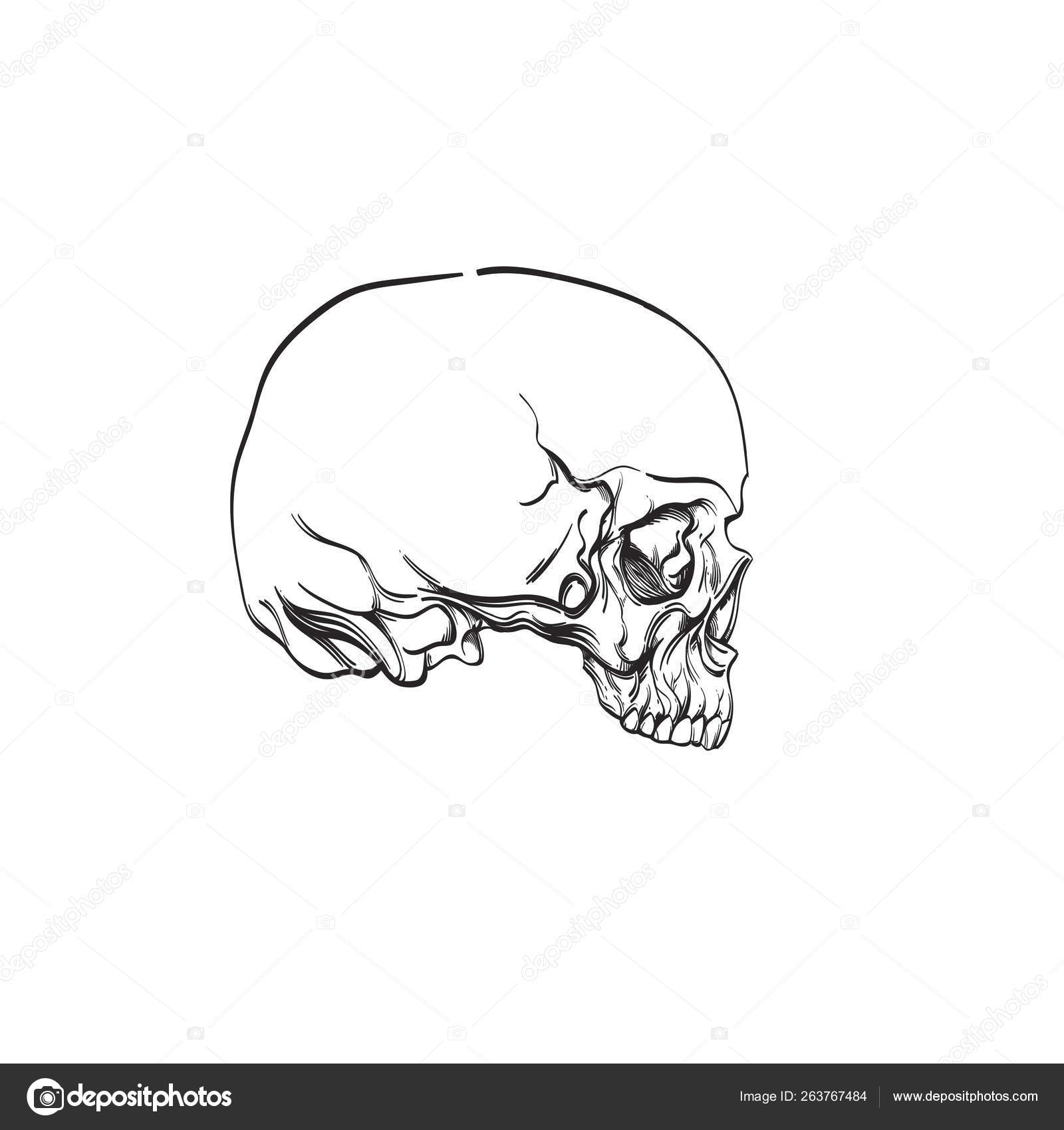 Skull Open Mouth Images Stock Photos Vectors Shutterstock