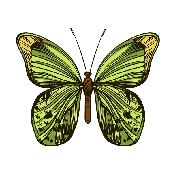 Hermosa mariposa dibujada a mano. Ilustración vectorial aislada sobre fondo blanco para tatuajes, impresión en camisetas y otros artículos . — Archivo Imágenes Vectoriales