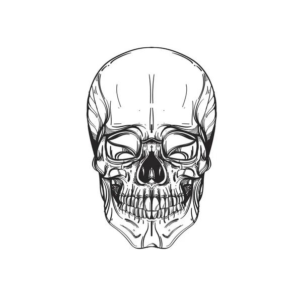 Calavera humana. Ilustración vectorial de contorno aislado sobre fondo blanco para fiesta pirata, Halloween y mucho más . — Archivo Imágenes Vectoriales