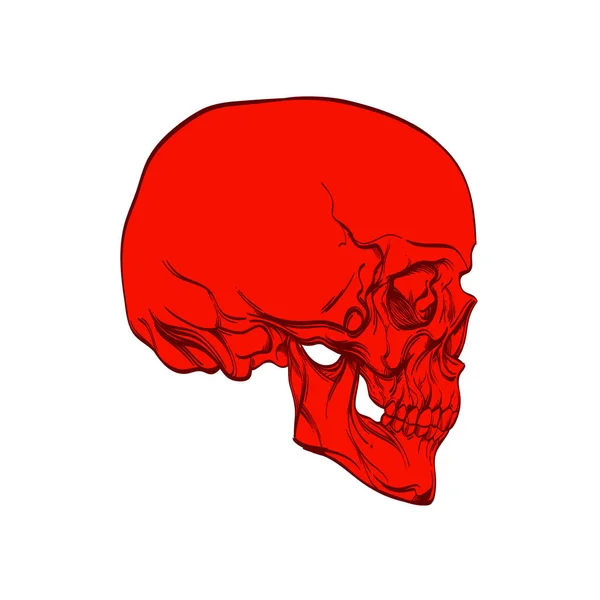 Crâne sur fond blanc dans un style linéaire . — Image vectorielle