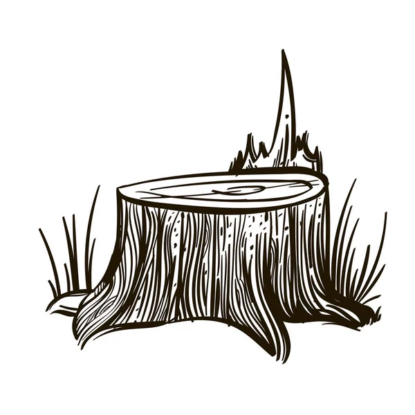 Березовый пень рисунок