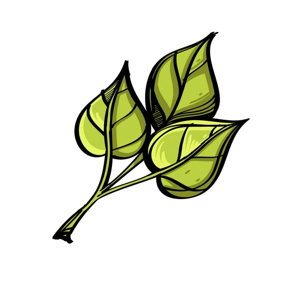 Tak met bladeren in doodle stijl. Decoratieve plant element voor wenskaarten, uitnodigingen en nog veel meer. Vectorillustratie geïsoleerd op witte achtergrond. — Stockvector