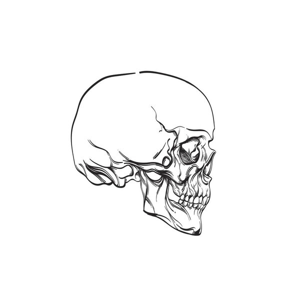 Human skull in profile. Outline vector illustration isolated on white background for tattoos, coloring and much more. — Stock Vector