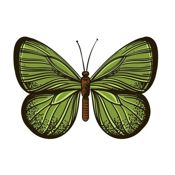 Hermosa mariposa dibujada a mano. Ilustración vectorial aislada sobre fondo blanco para tatuajes, impresión en camisetas y otros artículos . — Archivo Imágenes Vectoriales