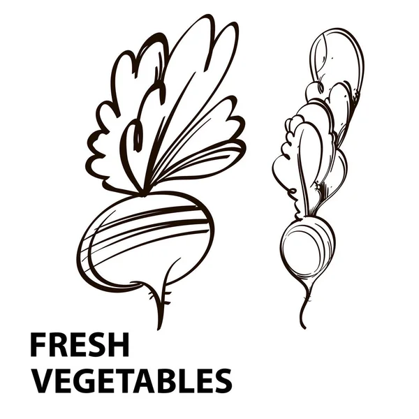 Ensemble vectoriel de navets et radis sur fond blanc, dessin noir et blanc avec l'inscription : "légumes frais ". — Image vectorielle