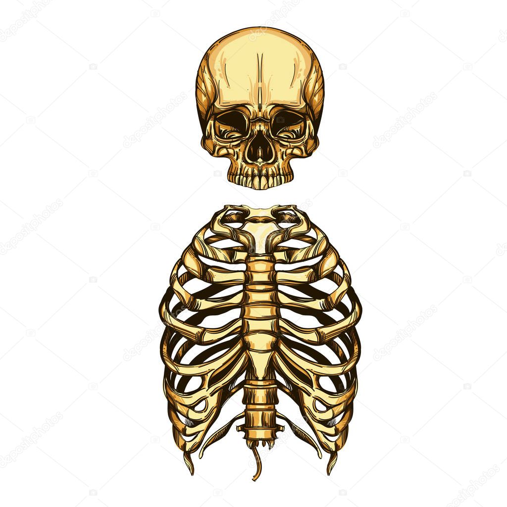 Human skull and rib cage. Vector illustration isolated on white background.