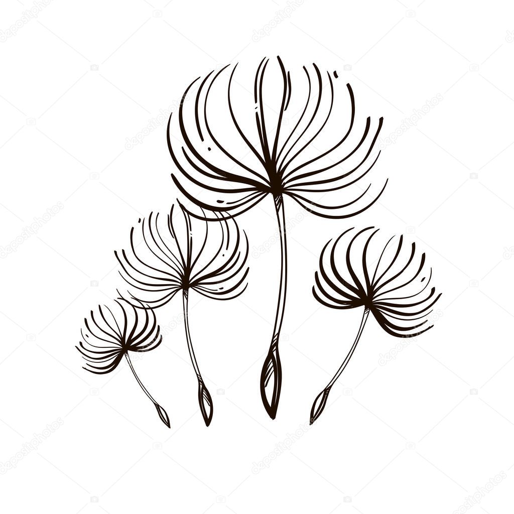 Faded dandelion fluffs flying in the wind. Vector black and white drawing.