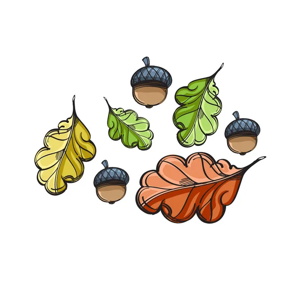 Hojas y frutos de la bellota. Colección de cuento de hadas . — Vector de stock