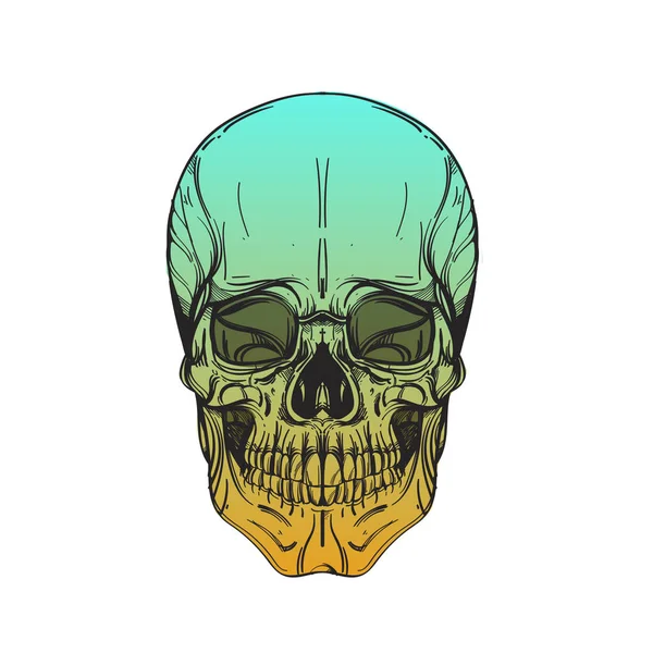 Collection de crânes vectoriels . — Image vectorielle