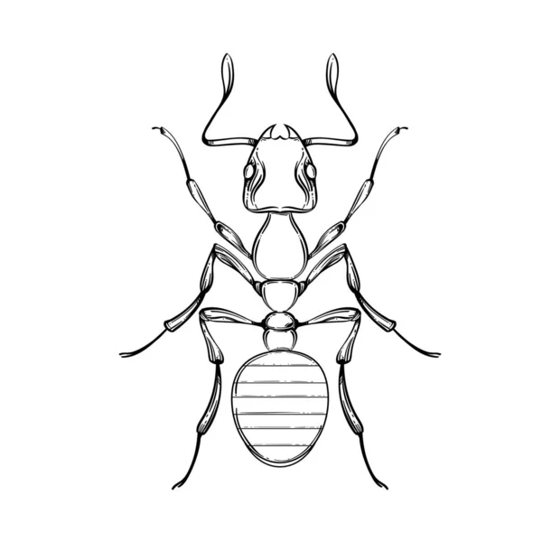 Colección de insectos, arte de línea, vector . — Archivo Imágenes Vectoriales